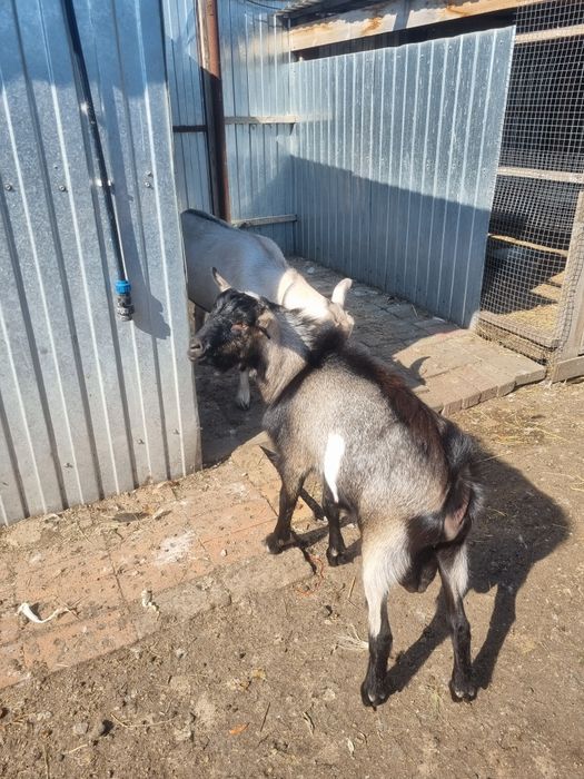 Продам альпийскую козу