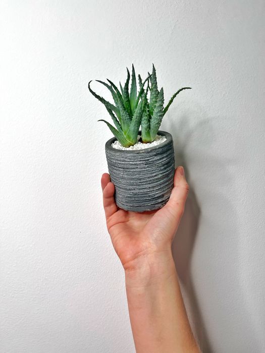 Aranjament floral Suculente