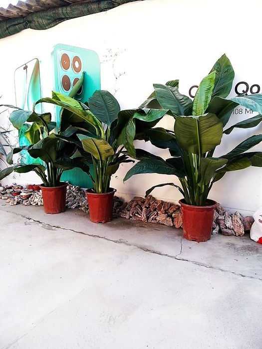 Продается цветок Спацифилум Сенсация гигант.