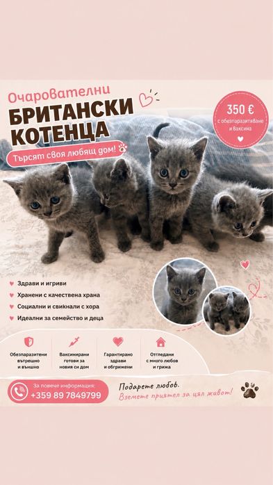 Британски късокосмести котена