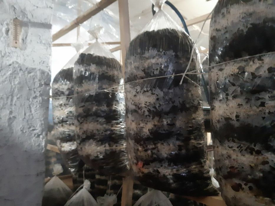 Qo'ziqorin urug'i veshinka. КА - 17 Семена Грибов Вешинка