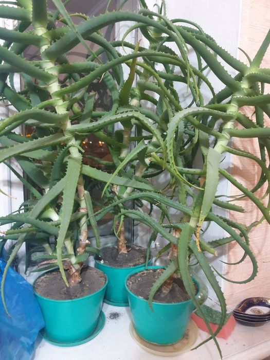 Продам цветок алоэ