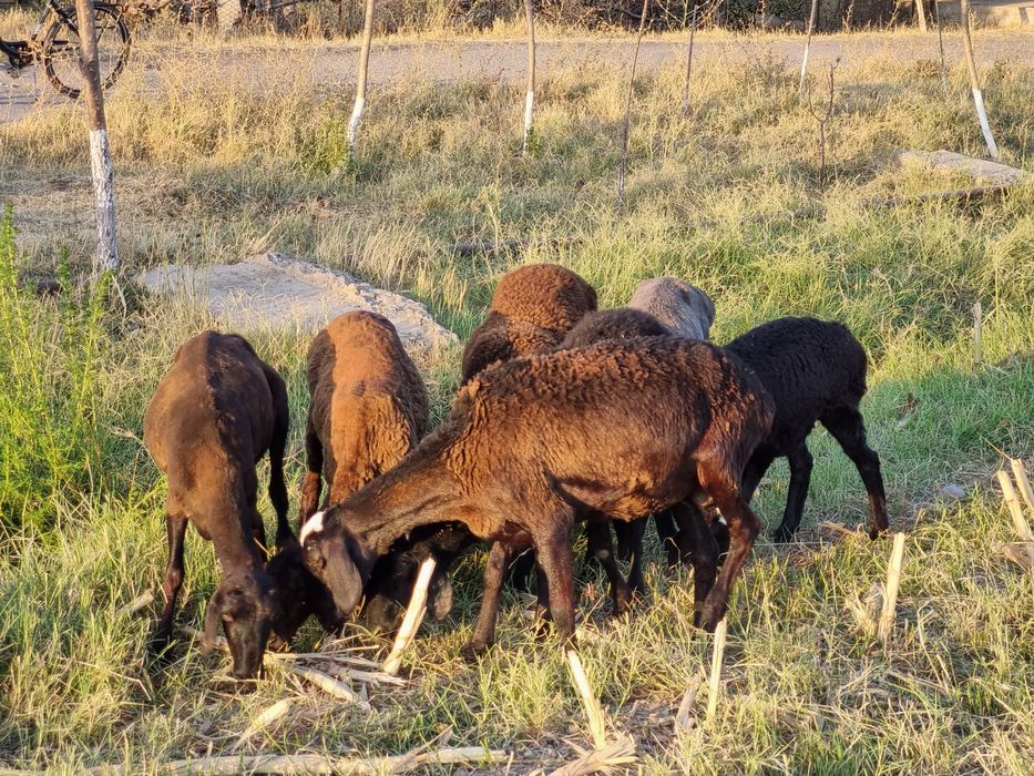 Солиқ қўйлар сотилади