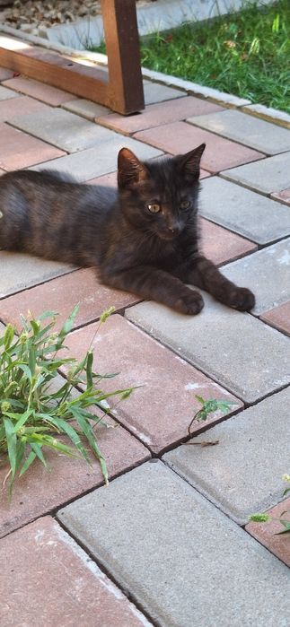 Кошка с котятами