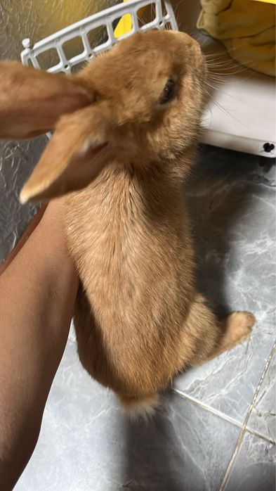 Кролик домашний.