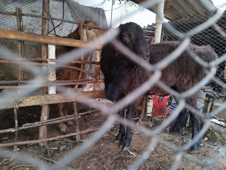 3 ta Qoʻchqor arashan