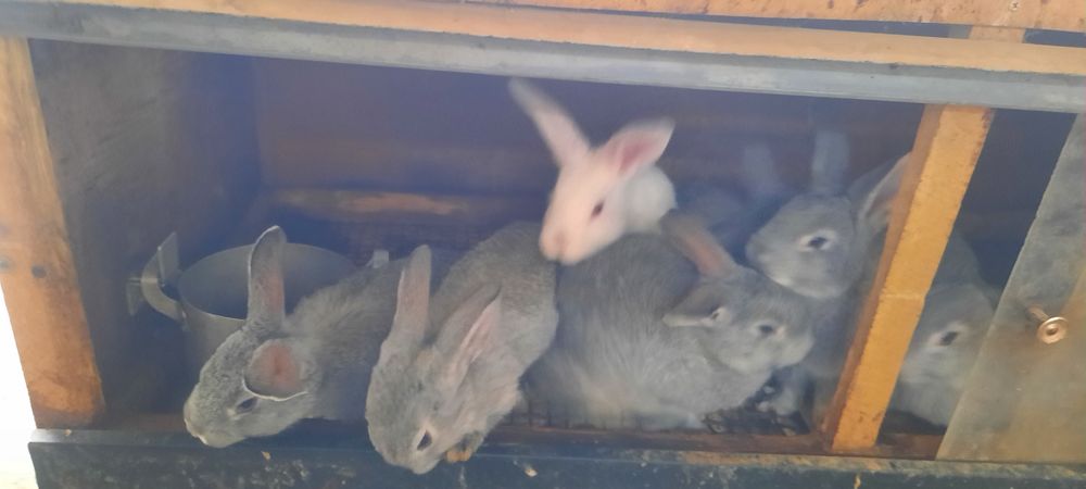 Продам кроликов 2 месяца