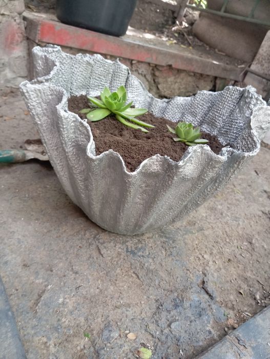 Продам цветы для сада