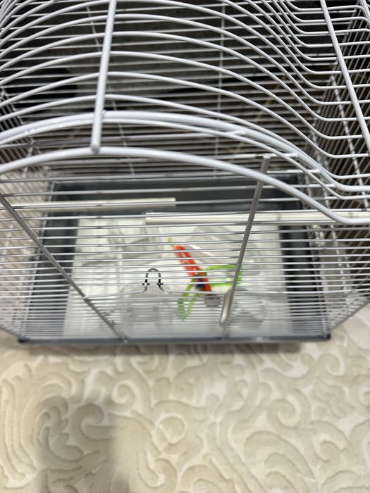 Colivie pasari/ papagali