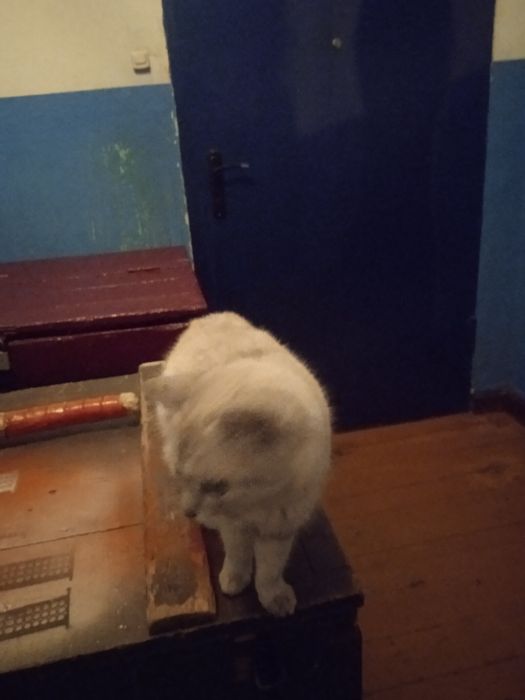 Котята котята котята