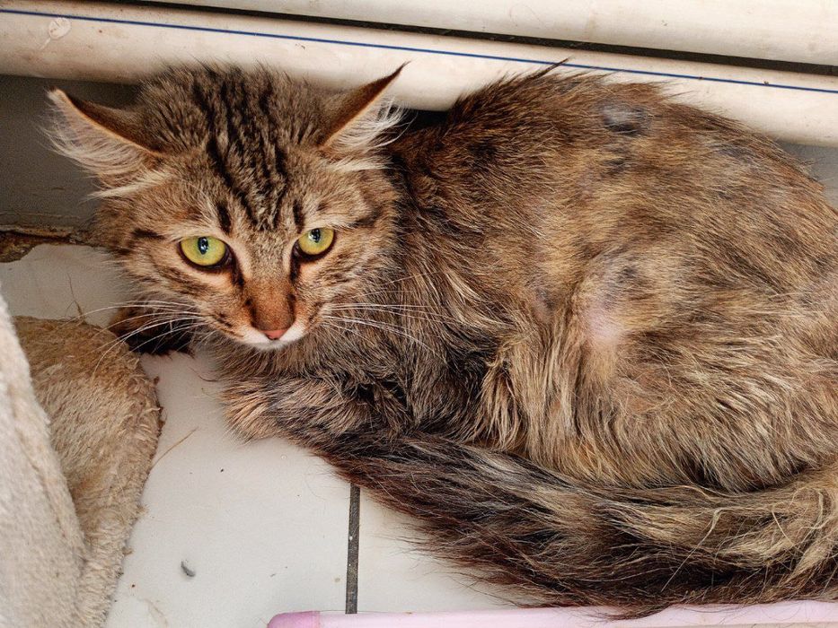 Пристраивается кот