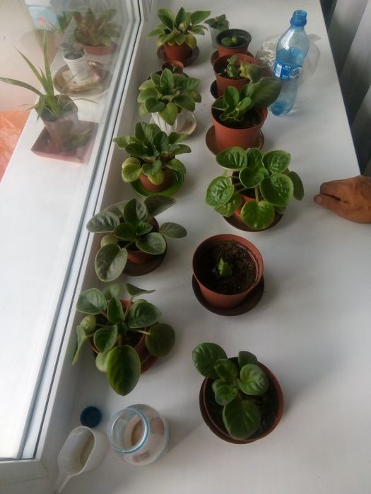 Цветы фиалки домашние 2000