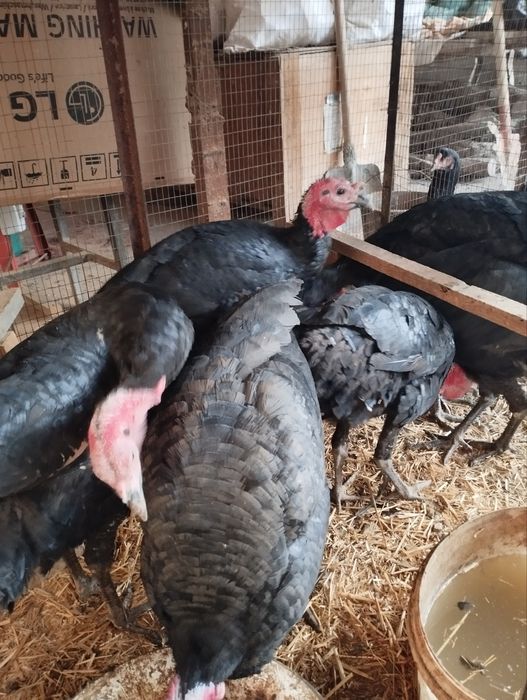 Kurka sotiladi  6 ta erke