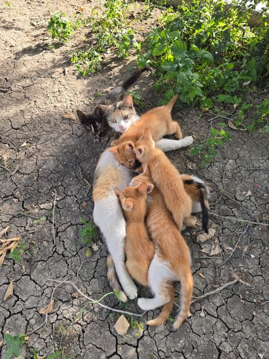 отдам в добрые руки котенков