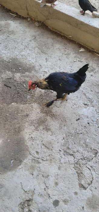 Srochna sotiladi Damashni xo'rozla donasi 130000 min soni 4 ta