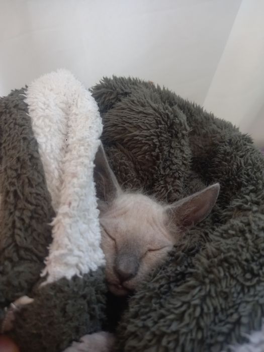 Канадский сфинкс девочка!