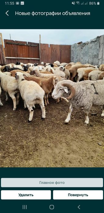 Қой,Тоқты,кой,токты