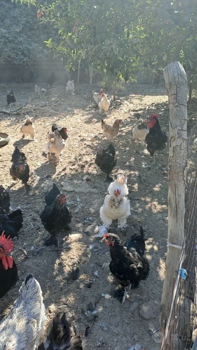 Черняевкада зотли товуқлмр сотилади