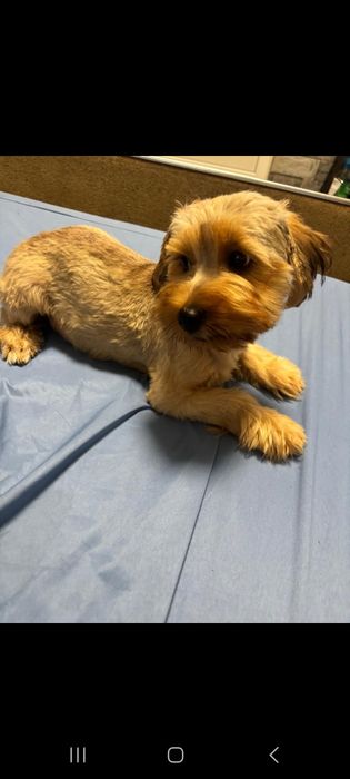 Yorkshire Terrier Gold