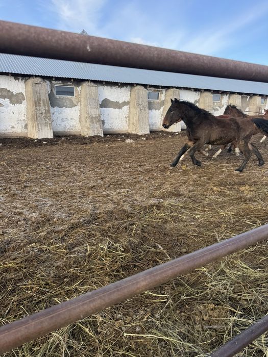 Продам лошадей тай