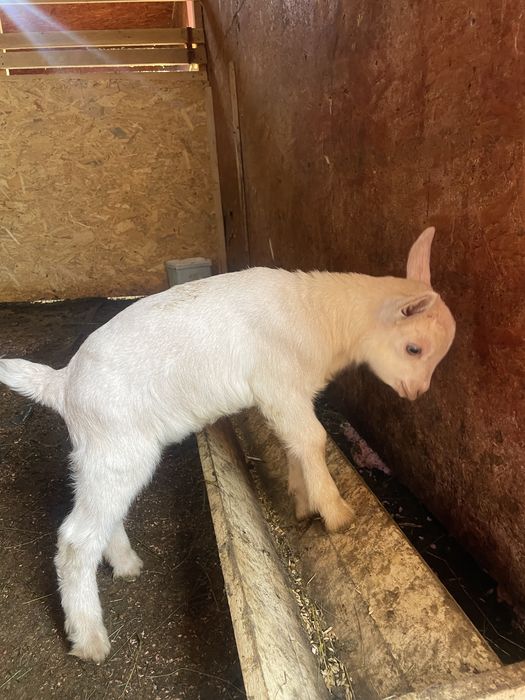 Țăpișor murciano granadina si unul saanen