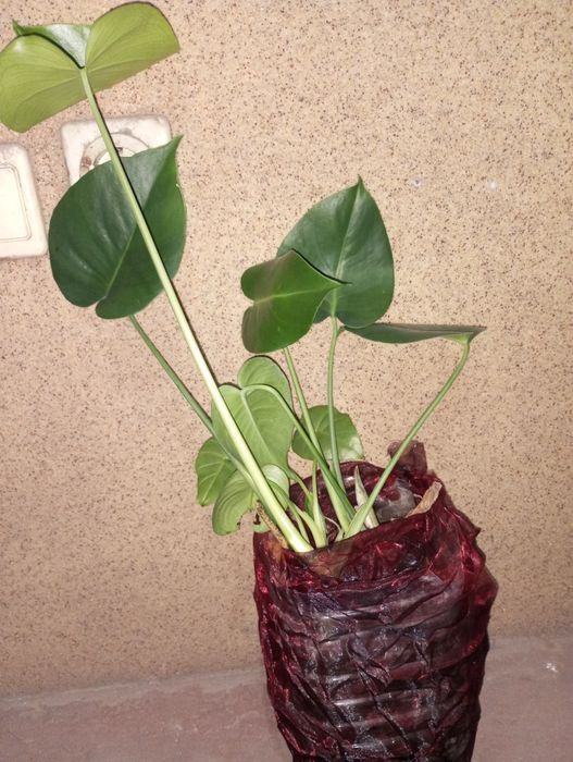 Продам манстеры.