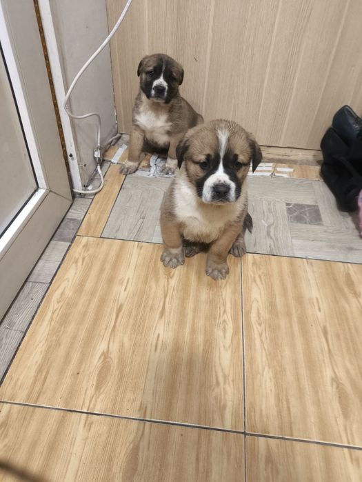 Кане  Корсо / Сао Алабай