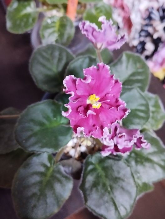 Фиалки разные виды