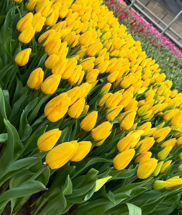 Тюльпаны оптом и в розницу