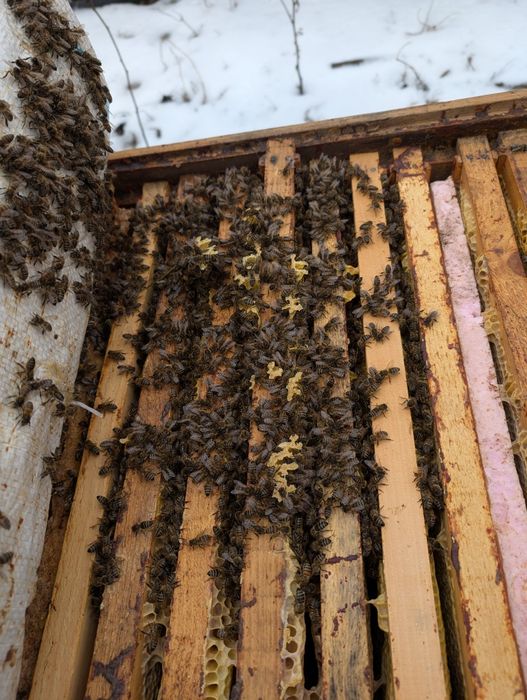 Vand 70 familii de albine