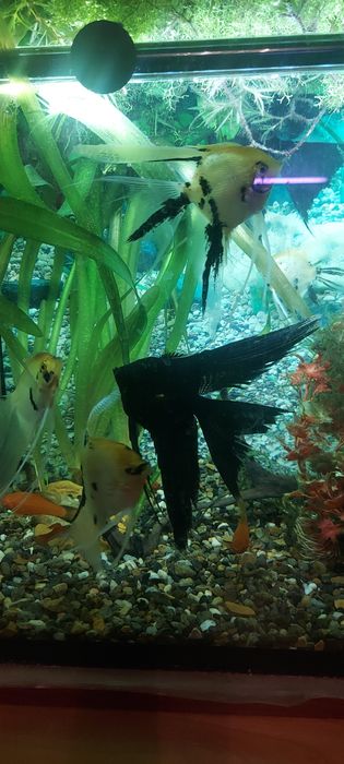 Растения. Рыбки аквариумные