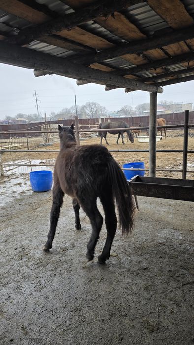 Продам двух жеребят ..