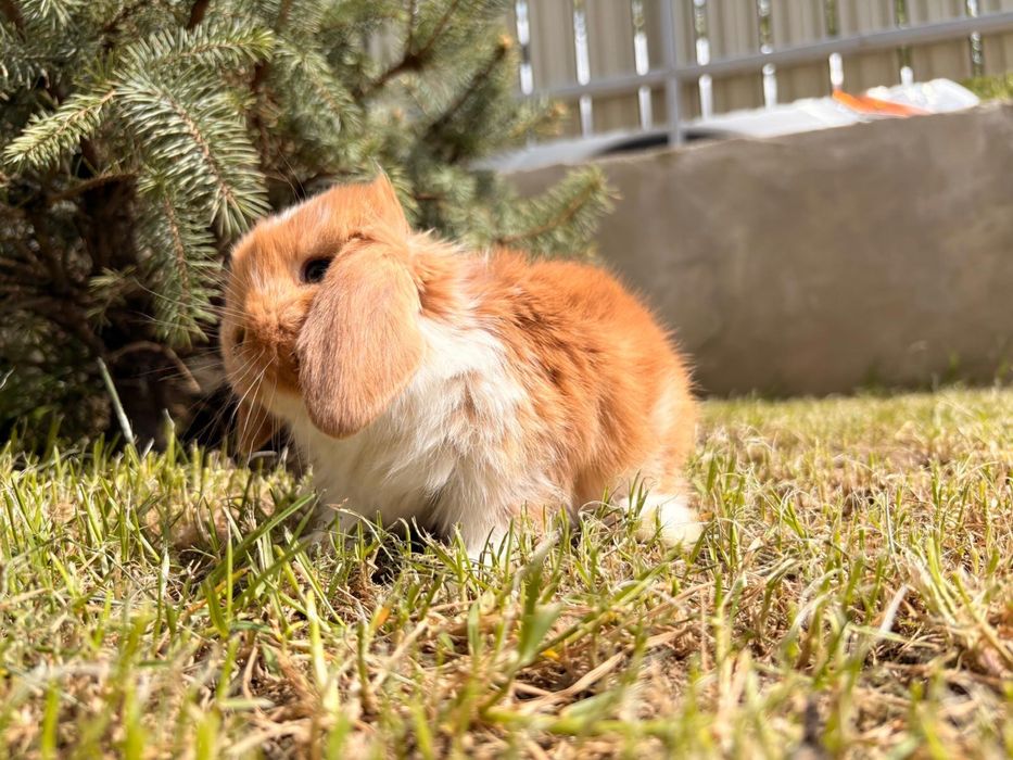 Iepuri pitici de companie berbec pitic/mini lop/holland lop