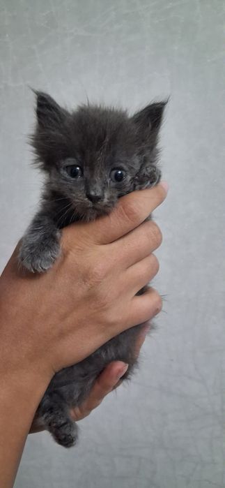 Отдам котенка в хорошие руки