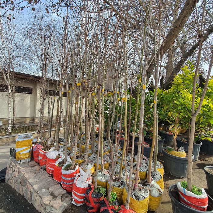 Каштан Липа Лола Чинор  Терак Дупь  Килён дарахтлари бор достовка бор