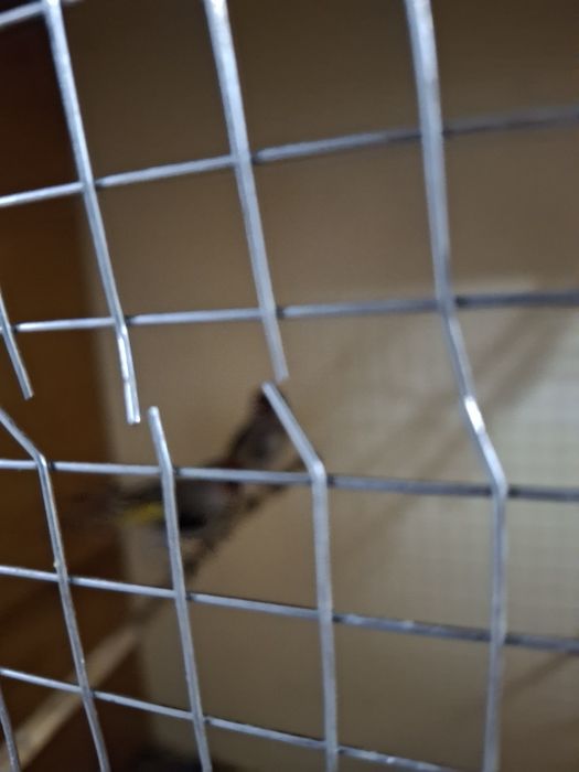 Щеглы птицы продаются