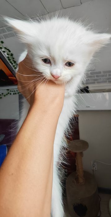 Продам Мейн Кун .