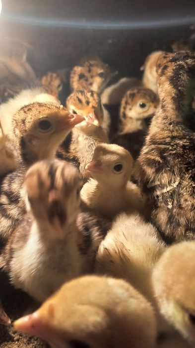 Ауыр салмақты үндік балпаны сатылады