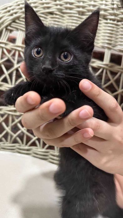 Котята. Mushukchalar