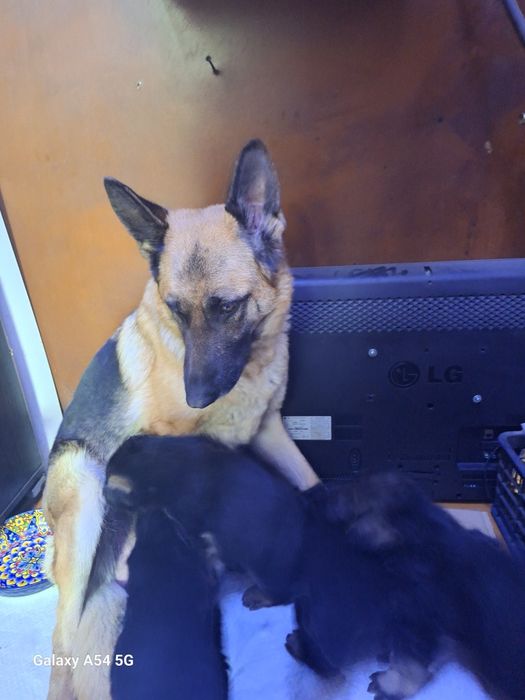 Продам щенков немецкой овчарки