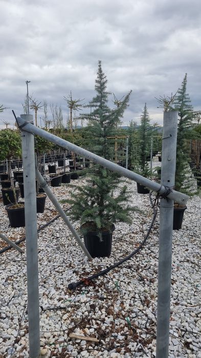 Cedru pendulare- artar japonez- magnoli glandiflora- photinia redrobin