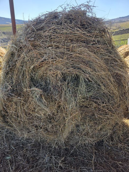 Baloti fan si lucerna !!