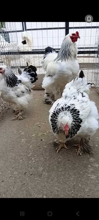 Brahma cocosi si gaini