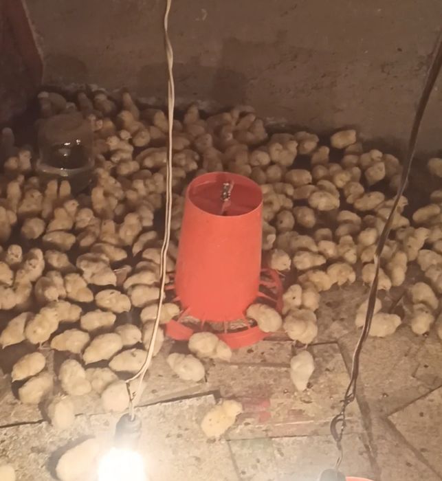 Nesushka juja несушка жужа