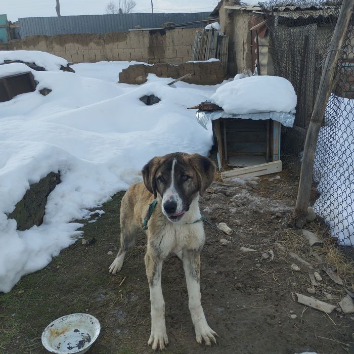 Казахский тобет.