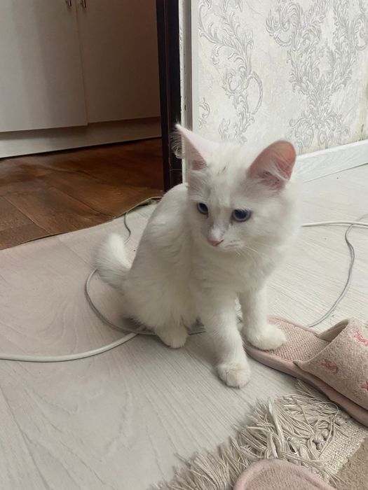 Ақ мысық сатылады