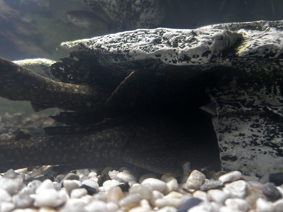 Pesti acvariu sanitari Hypostomus plecostomus