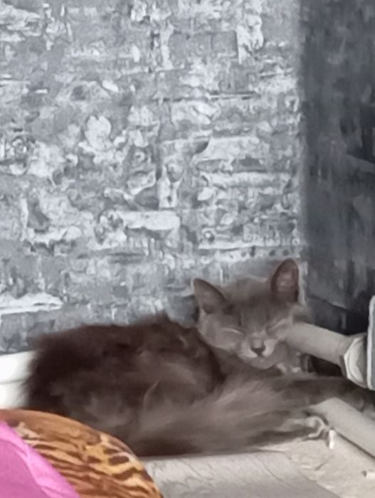Отдам кошку в добрые руки