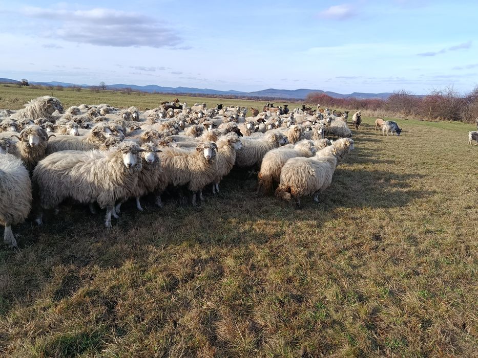 Oi tinere de vânzare