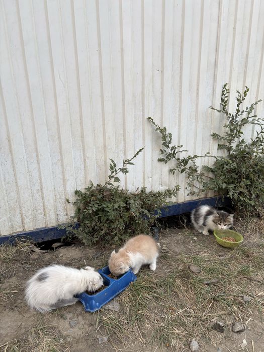 Котята Скоттиш фотд